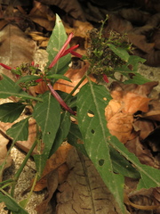 Justiciinae
