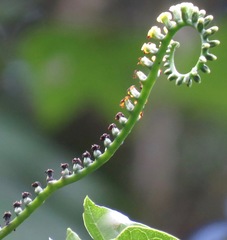 Tournefortia staminea