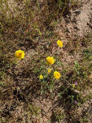 Chaenactis glabriuscula