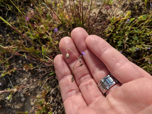 Image of Gilia minor by (c) Zack Abbey, some rights reserved (CC BY)