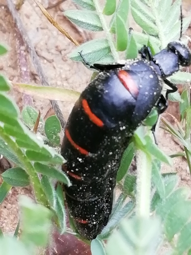 Portuguese red-striped oil beetle