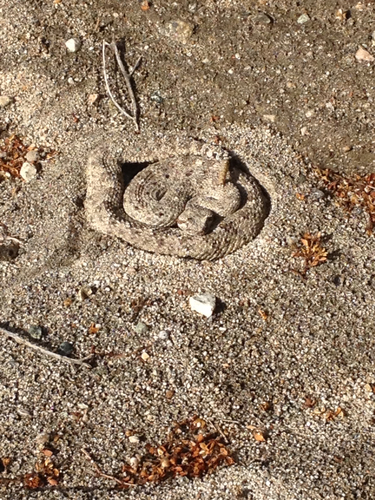 iNaturalist observation photo of Sidewinder