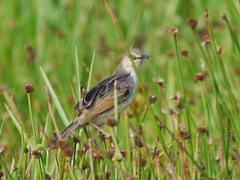 Cisticola marginatus