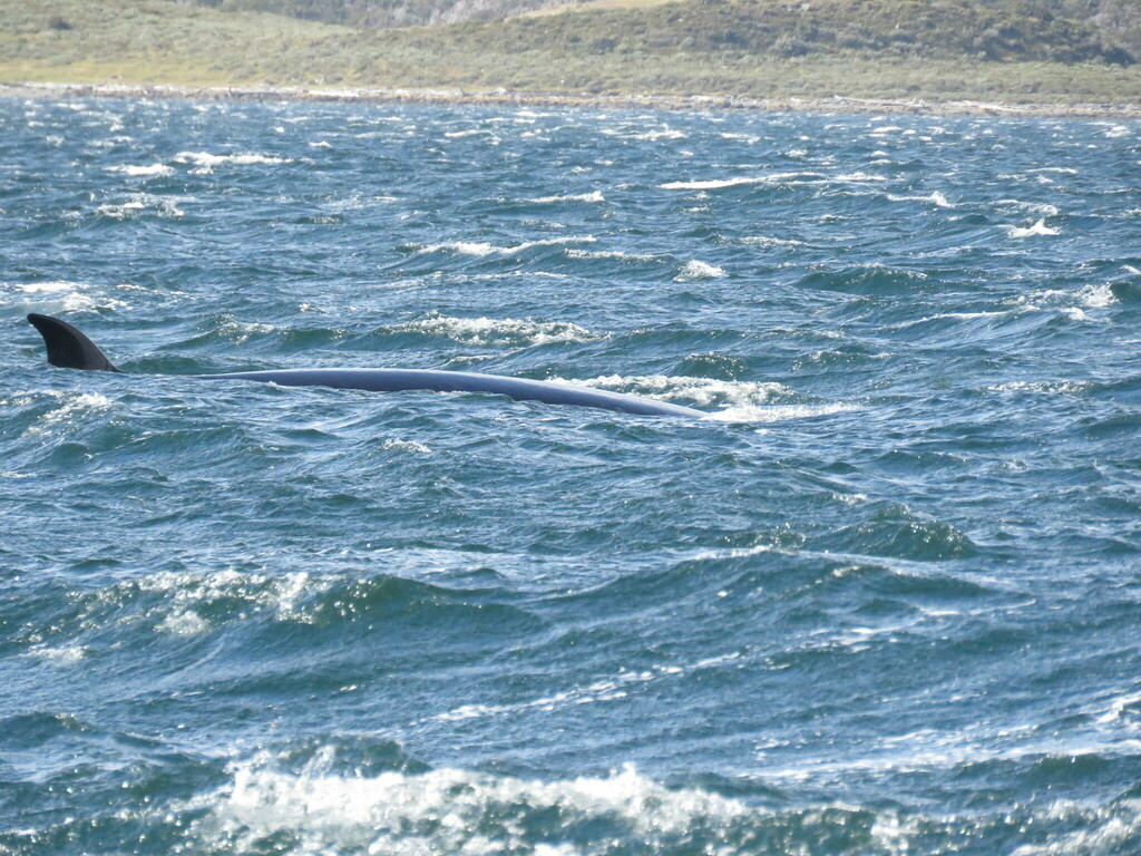 Antarctic minke whale surfacing in the Beagle Channel