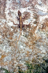 Anolis sericeus