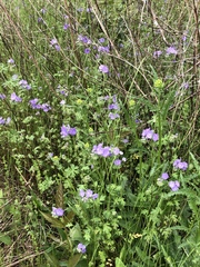 Phacelia maculata