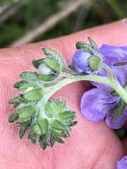 Phacelia maculata