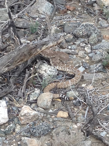iNaturalist observation photo of Red Diamond Rattlesnake