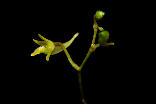 Dendrophylax alcoa