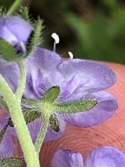 Phacelia maculata