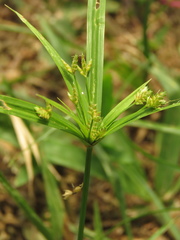 Cyperus laxus