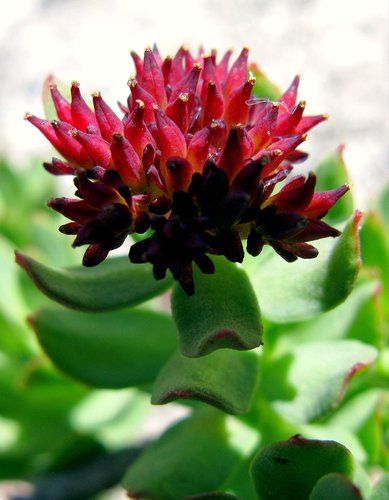 Rhodiola integrifolia ssp. integrifolia