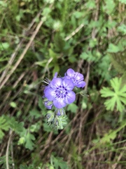 Phacelia maculata