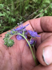 Phacelia maculata