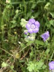 Phacelia maculata
