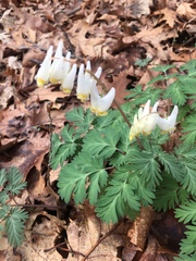 Dicentra cucullaria