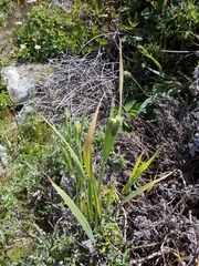 Phalaris californica