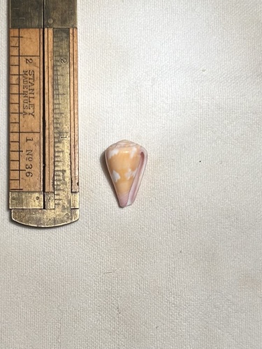 Conus pertusus observed 2005-08-01