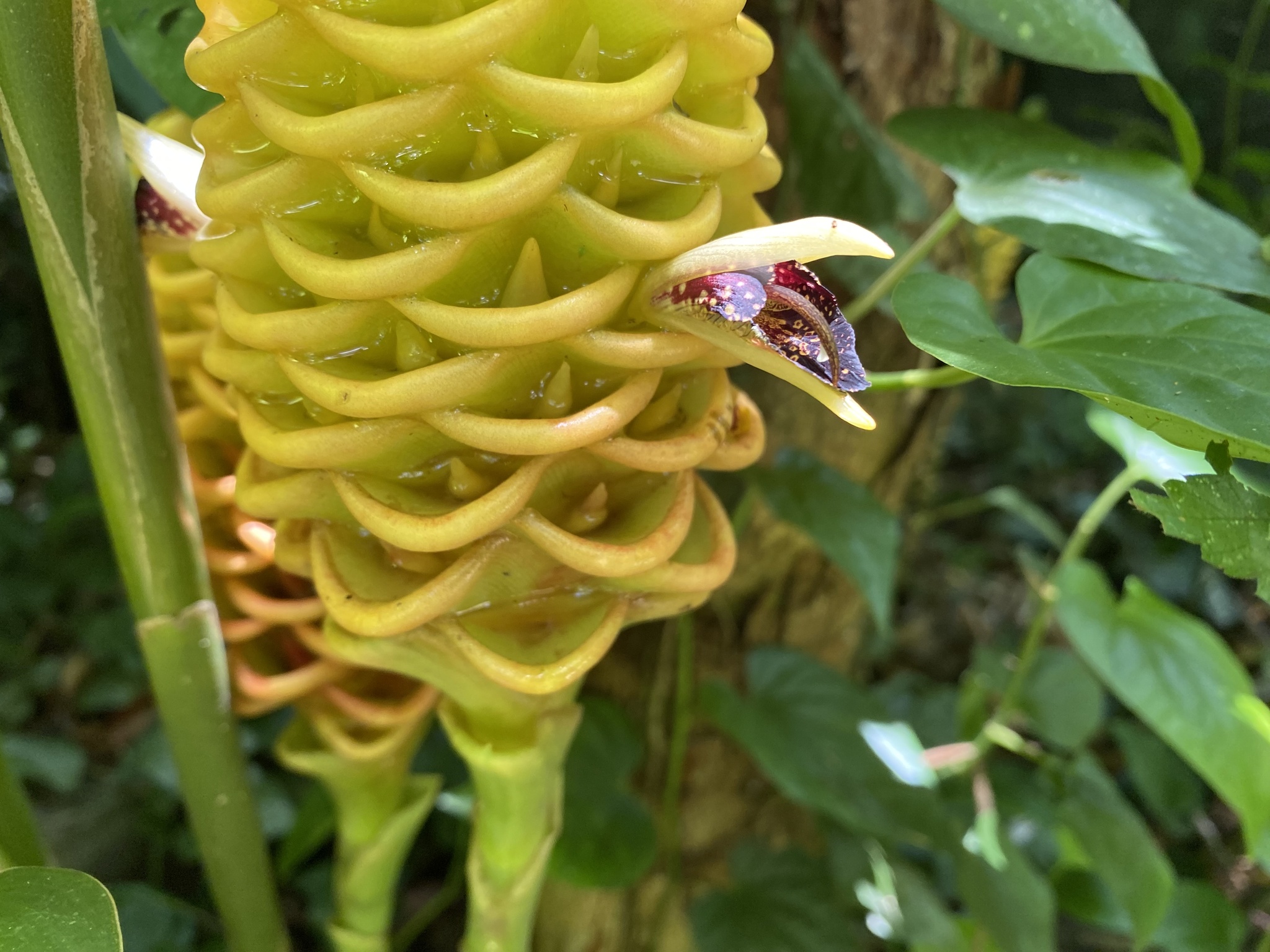 Imagem de Gengibre-concha