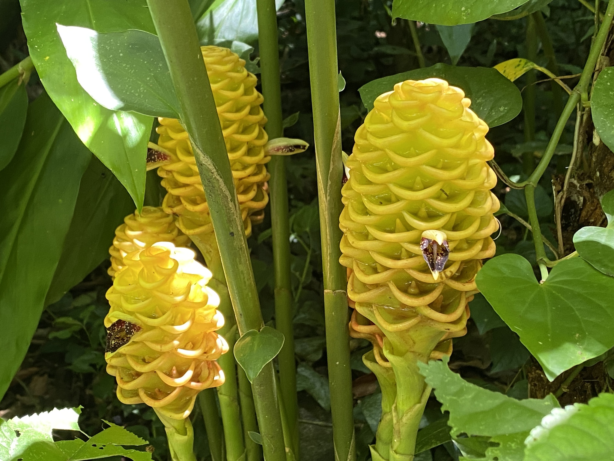 Imagem de Gengibre-concha