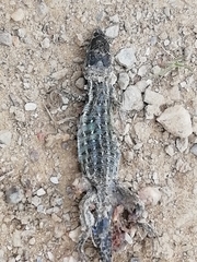 Psammodromus occidentalis
