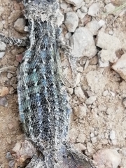 Psammodromus occidentalis