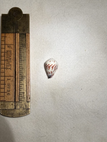 Conus sponsalis observed 2005-08-01