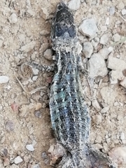 Psammodromus occidentalis
