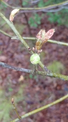 Dryocosmus quercuspalustris