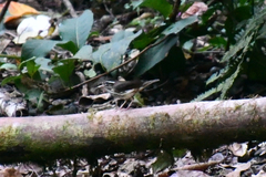 Parkesia motacilla image