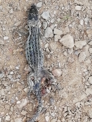 Psammodromus occidentalis