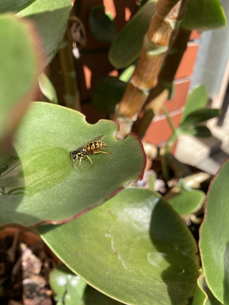 German Yellowjacket In January 2024 By Austinje INaturalist   Large 