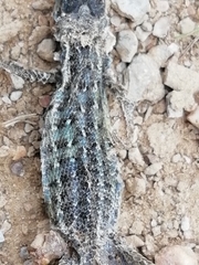 Psammodromus occidentalis