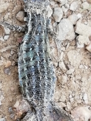 Psammodromus occidentalis