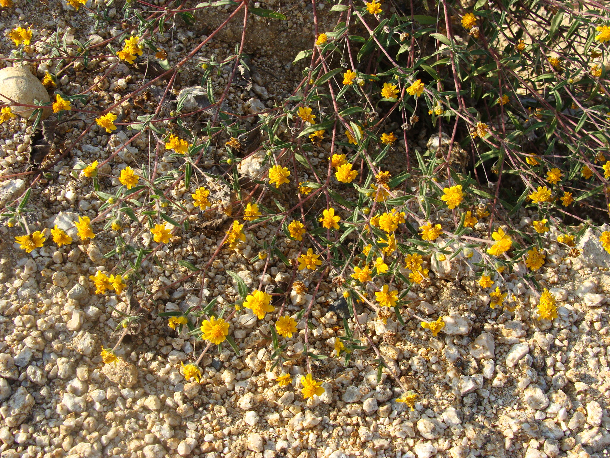 Melampodium americanum