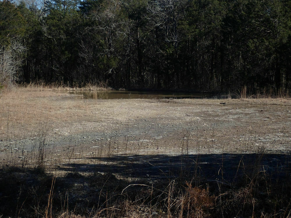 Upland Chorus Frog from Wilson County, TN, USA on February 18, 2023 at