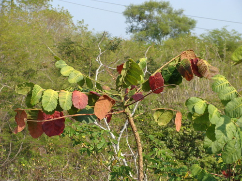Comocladia macrophylla, photograph 6