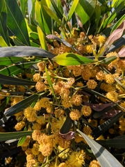 Acacia pycnantha