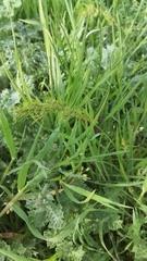 Poa bulbosa vivipara