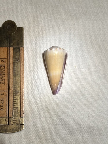 Conus moreleti observed 2005-08-01