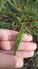 Poa bulbosa vivipara