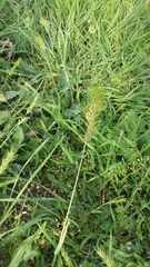 Poa bulbosa vivipara