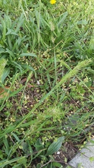 Poa bulbosa vivipara