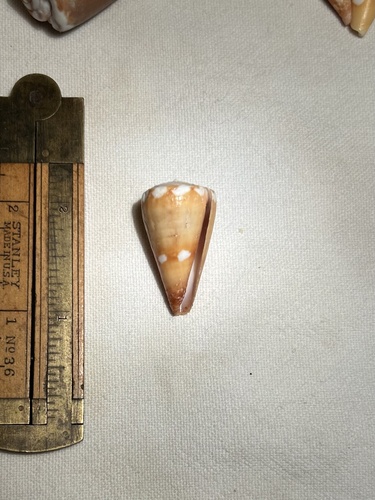 Conus litoglyphus observed 2005-08-01