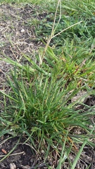 Poa bulbosa vivipara