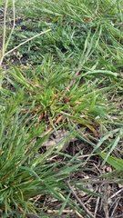 Poa bulbosa vivipara