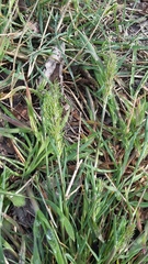 Poa bulbosa vivipara