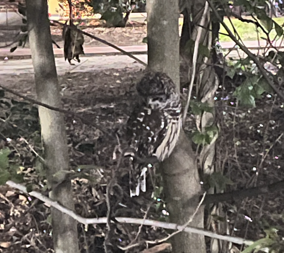 Barred Owl In January 2024 By Mashadixon INaturalist   Large 