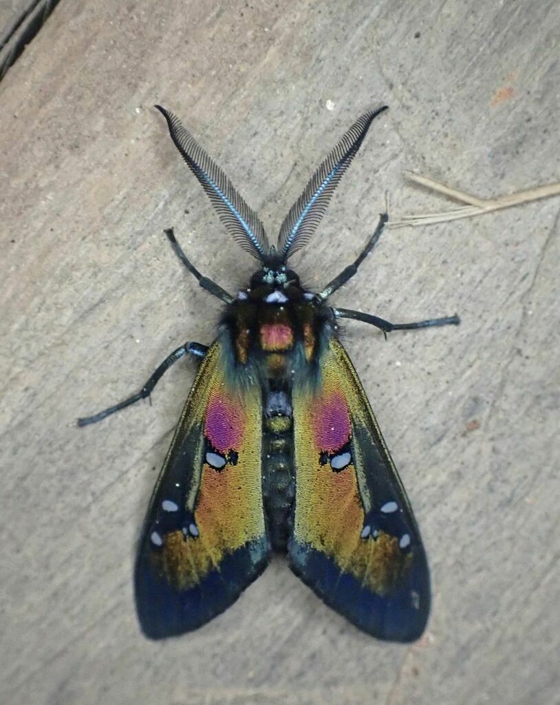 Chrysocale regalis