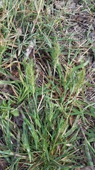 Poa bulbosa vivipara